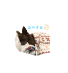 ぼく、ベイク（個別スタンプ：2）