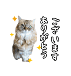 猫のよく使う言葉・あいさつスタンプ（個別スタンプ：1）