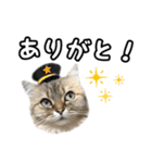 猫のよく使う言葉・あいさつスタンプ（個別スタンプ：2）