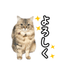 猫のよく使う言葉・あいさつスタンプ（個別スタンプ：3）