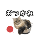 猫のよく使う言葉・あいさつスタンプ（個別スタンプ：8）