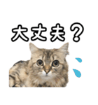 猫のよく使う言葉・あいさつスタンプ（個別スタンプ：11）