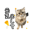 猫のよく使う言葉・あいさつスタンプ（個別スタンプ：12）