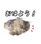 猫のよく使う言葉・あいさつスタンプ（個別スタンプ：15）