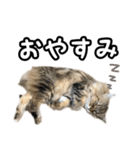 猫のよく使う言葉・あいさつスタンプ（個別スタンプ：16）