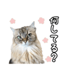 猫のよく使う言葉・あいさつスタンプ（個別スタンプ：18）