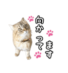 猫のよく使う言葉・あいさつスタンプ（個別スタンプ：19）