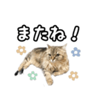 猫のよく使う言葉・あいさつスタンプ（個別スタンプ：20）