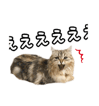 猫のよく使う言葉・あいさつスタンプ（個別スタンプ：22）