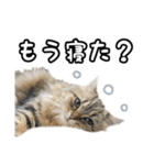 猫のよく使う言葉・あいさつスタンプ（個別スタンプ：23）