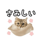 猫のよく使う言葉・あいさつスタンプ（個別スタンプ：25）