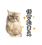 猫のよく使う言葉・あいさつスタンプ（個別スタンプ：29）