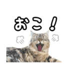 猫のよく使う言葉・あいさつスタンプ（個別スタンプ：32）