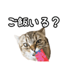 猫のよく使う言葉・あいさつスタンプ（個別スタンプ：34）