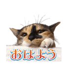 白い所少ない三毛猫のスタンプ（個別スタンプ：1）