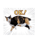 白い所少ない三毛猫のスタンプ（個別スタンプ：2）