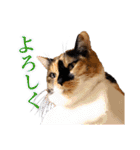 白い所少ない三毛猫のスタンプ（個別スタンプ：3）