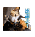 白い所少ない三毛猫のスタンプ（個別スタンプ：4）