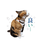 白い所少ない三毛猫のスタンプ（個別スタンプ：5）