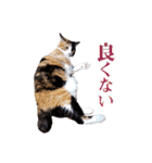 白い所少ない三毛猫のスタンプ（個別スタンプ：6）