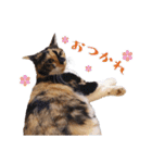 白い所少ない三毛猫のスタンプ（個別スタンプ：7）