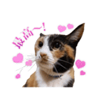 白い所少ない三毛猫のスタンプ（個別スタンプ：9）