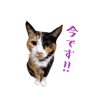 白い所少ない三毛猫のスタンプ（個別スタンプ：10）