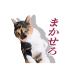 白い所少ない三毛猫のスタンプ（個別スタンプ：11）