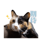 白い所少ない三毛猫のスタンプ（個別スタンプ：12）