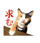 白い所少ない三毛猫のスタンプ（個別スタンプ：14）
