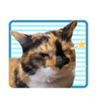 白い所少ない三毛猫のスタンプ（個別スタンプ：15）