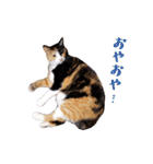 白い所少ない三毛猫のスタンプ（個別スタンプ：16）