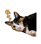 白い所少ない三毛猫のスタンプ（個別スタンプ：18）