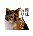 白い所少ない三毛猫のスタンプ（個別スタンプ：19）