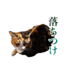 白い所少ない三毛猫のスタンプ（個別スタンプ：20）