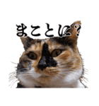 白い所少ない三毛猫のスタンプ（個別スタンプ：22）