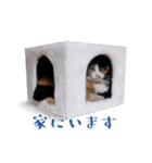 白い所少ない三毛猫のスタンプ（個別スタンプ：23）
