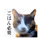 白い所少ない三毛猫のスタンプ（個別スタンプ：24）