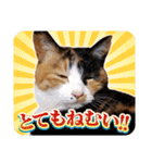 白い所少ない三毛猫のスタンプ（個別スタンプ：25）