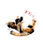 白い所少ない三毛猫のスタンプ（個別スタンプ：26）