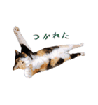 白い所少ない三毛猫のスタンプ（個別スタンプ：28）