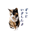 白い所少ない三毛猫のスタンプ（個別スタンプ：29）
