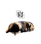 白い所少ない三毛猫のスタンプ（個別スタンプ：30）