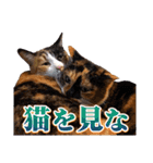 白い所少ない三毛猫のスタンプ（個別スタンプ：31）