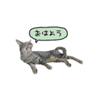 ライムとシンバ（個別スタンプ：1）