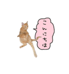 ライムとシンバ（個別スタンプ：2）