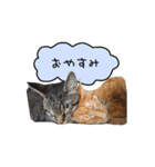ライムとシンバ（個別スタンプ：4）