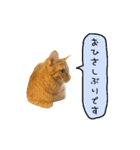 ライムとシンバ（個別スタンプ：5）
