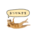 ライムとシンバ（個別スタンプ：7）