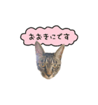 ライムとシンバ（個別スタンプ：9）